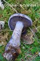 Cortinarius cyanites-amf530